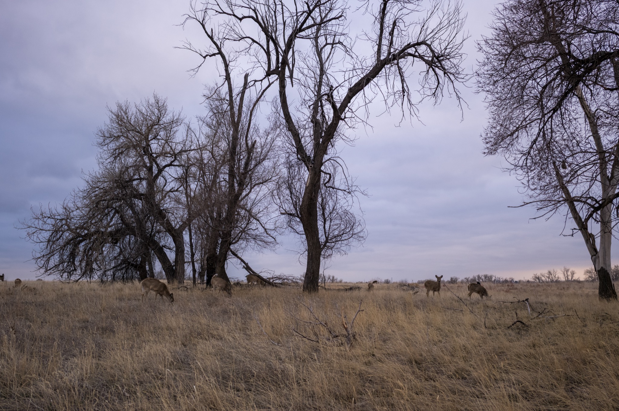 Deer