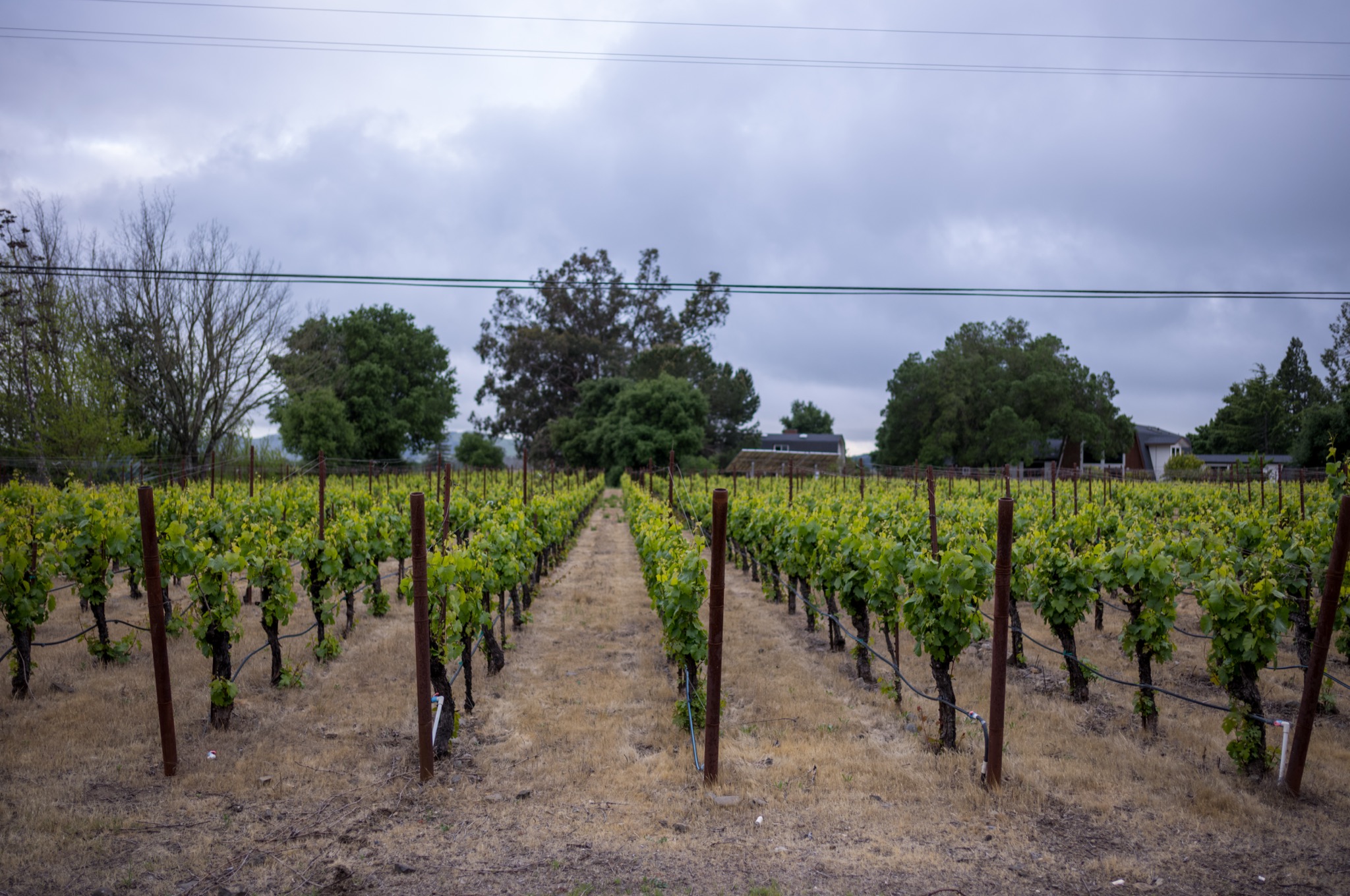Sonoma Vineyards